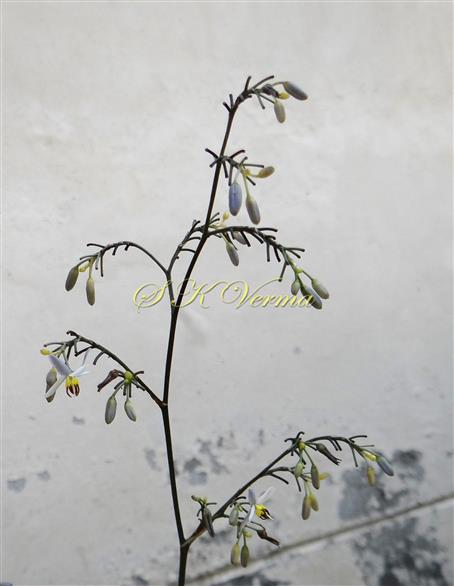  Inflorescence-Panicle